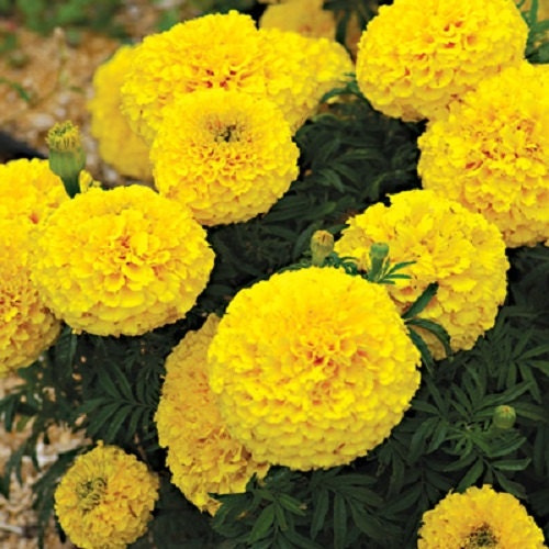 50 Marigold Seeds Moonstruck Yellow Marigold Seeds