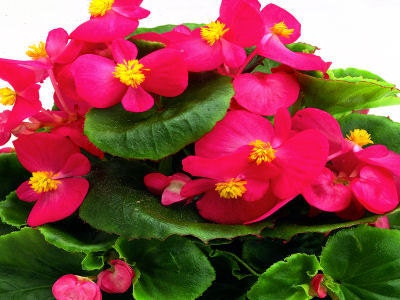 50 Pelleted Begonia Seeds Hot Tip Rose Seeds