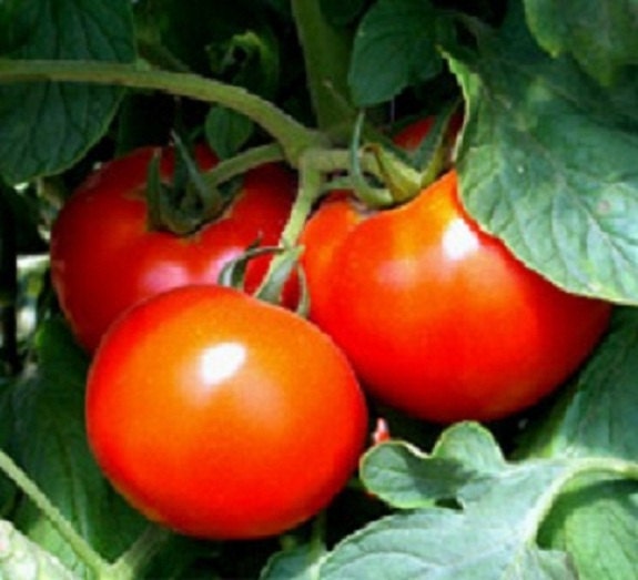 50 Tomato Seeds Better Boy