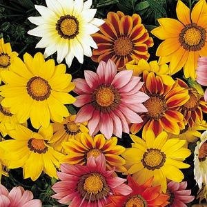 Gazania seeds new day mix 50 seeds