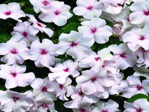 50 Impatiens seeds impatiens sun and shade Bright Eye