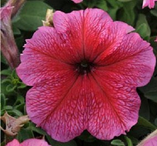 50 Pelleted Petunia Seeds Daddy Strawberry Red Flower Seeds