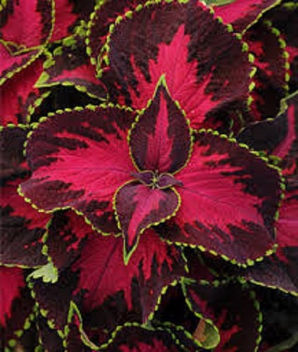 Coleus Seeds Sun Chocolate Covered Cherry 15 Pelleted Seeds