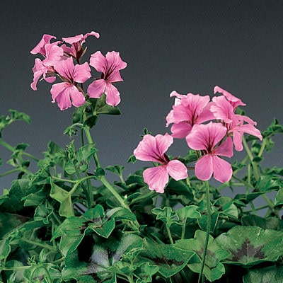 BIN#1R7D4 Geranium Seeds Cascade Beauty Pink Trailing 15 Geranium Seeds