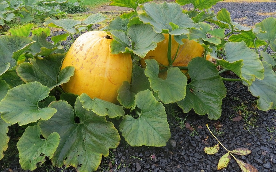 Giant Pumpkin Seeds 25 Monster Pumpkin Seeds Large Pumpkin