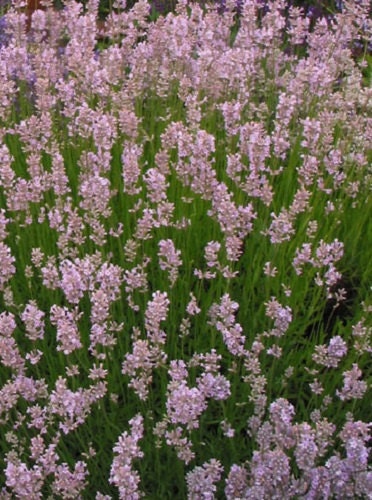 50 Seeds Lavandula Ellagance Pink (Perennial) Pink Lavender