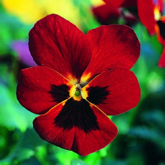 200 Viola Seeds Viola Arkwright Ruby (Perennial)