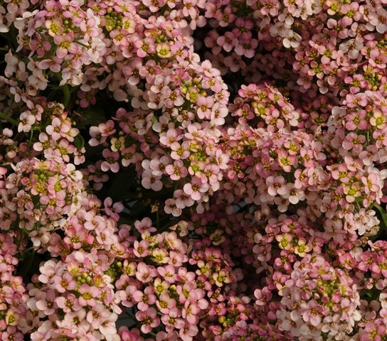 200 Alyssum Seeds Easter Bonnet Peach