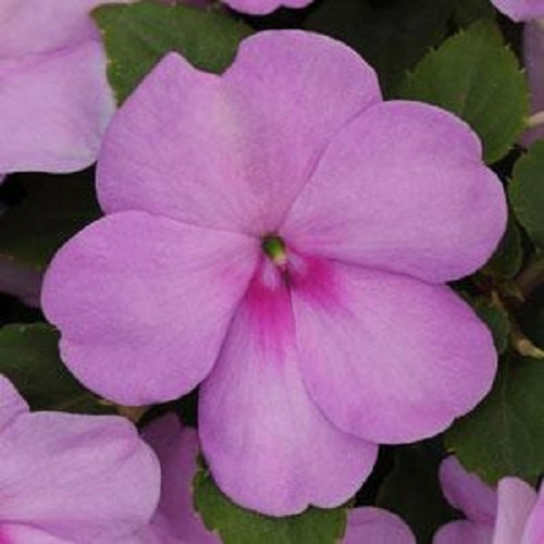 50 Impatiens Seeds Impatiens Impreza Blue Pearl