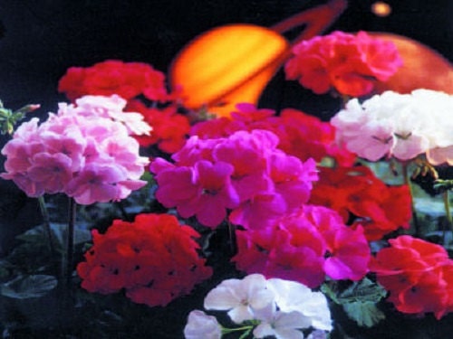 15 Geranium Seeds Saturn Mix flower seeds