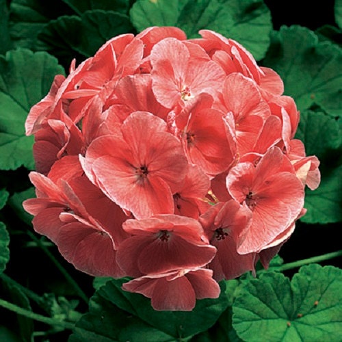 salmon geranium seeds 15 Seeds Geranium Zonal Ringo 2000 Salmon Geranium Seeds