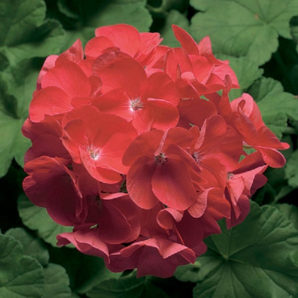 15 Coated Geranium Pinto Coral Geranium Seeds