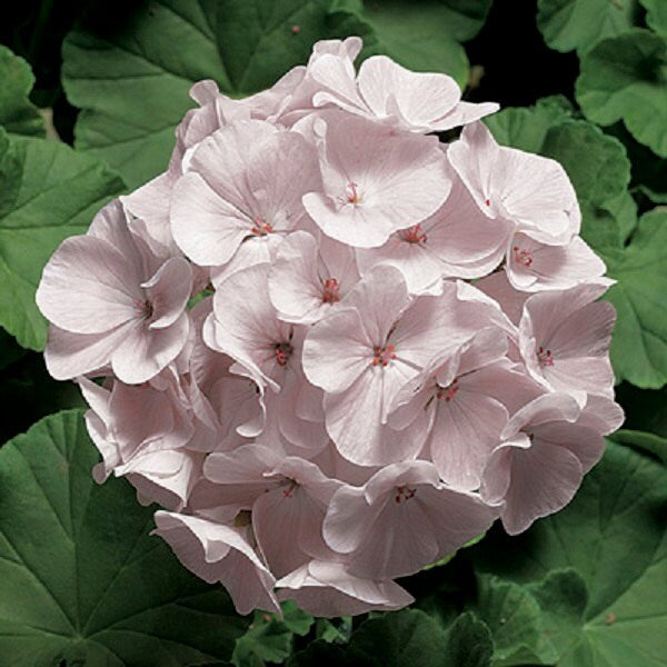 15 Coated Geranium Pinto Blush Geranium Seeds