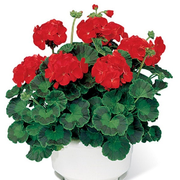 15 Geranium Seeds Pinto Premium Scarlet