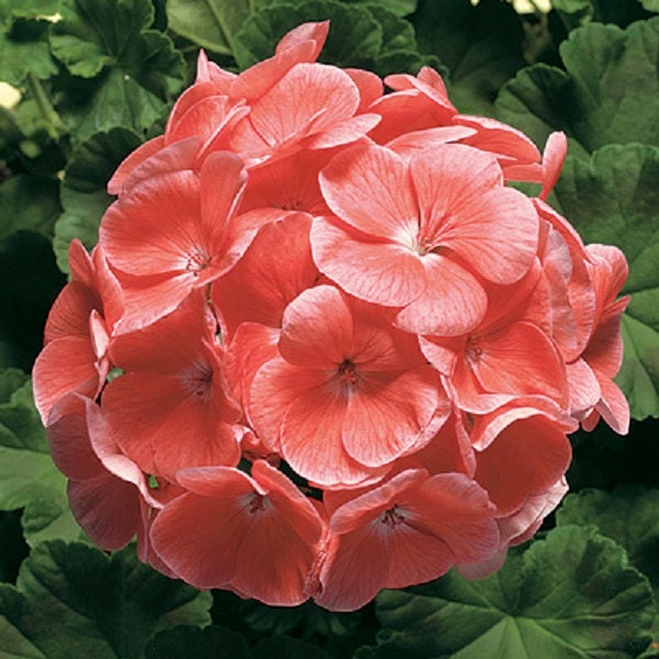 15 Geranium Seeds Pinto Premium Salmon