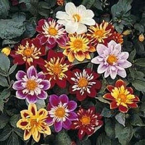 50 Dahlia Seeds Dandy Mix Flower Seeds