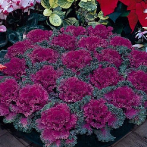 Ornamental Kale Seeds Nagoya Red 50 Flowering Kale Seeds