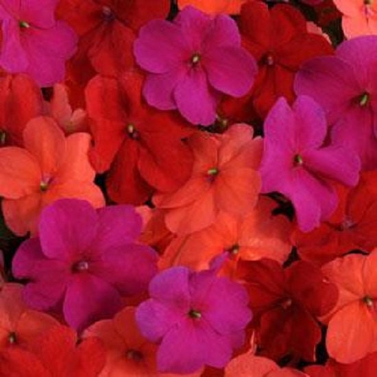 50 Impatiens Seeds Impatiens Impreza South Beach Mix