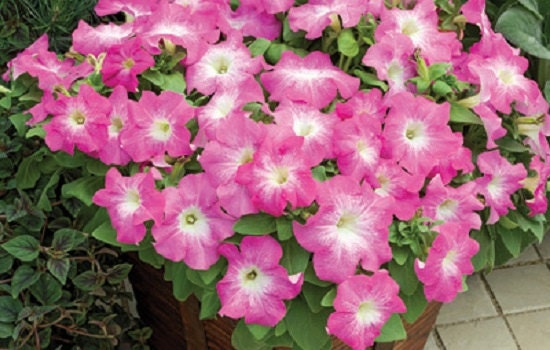 Petunia Seeds 50 Pelleted Seeds Tritunia Pink Morn Pelleted Petunia Seeds