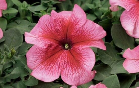 Petunia Seeds 50 Pelleted Seeds Tritunia Salmon Veined Pelleted Petunia Seeds