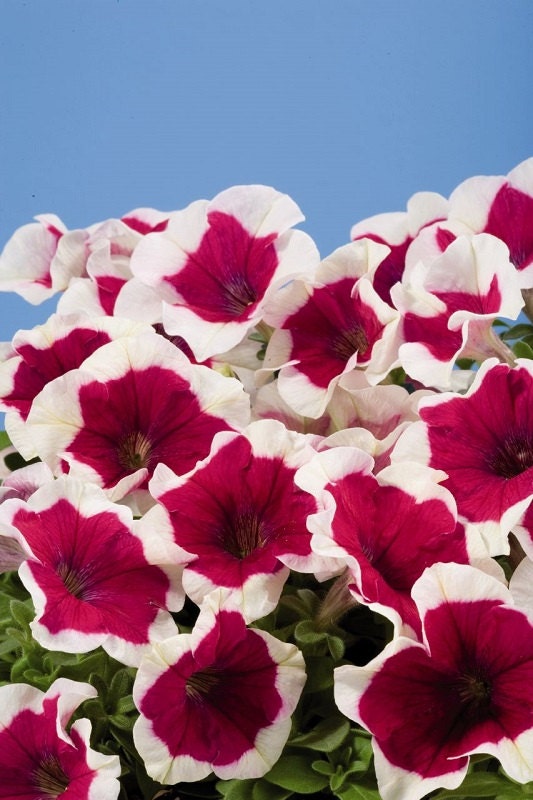Petunia Seeds 50 Pelleted Seeds Celebrity Rose Frost Pelleted Petunia Seeds