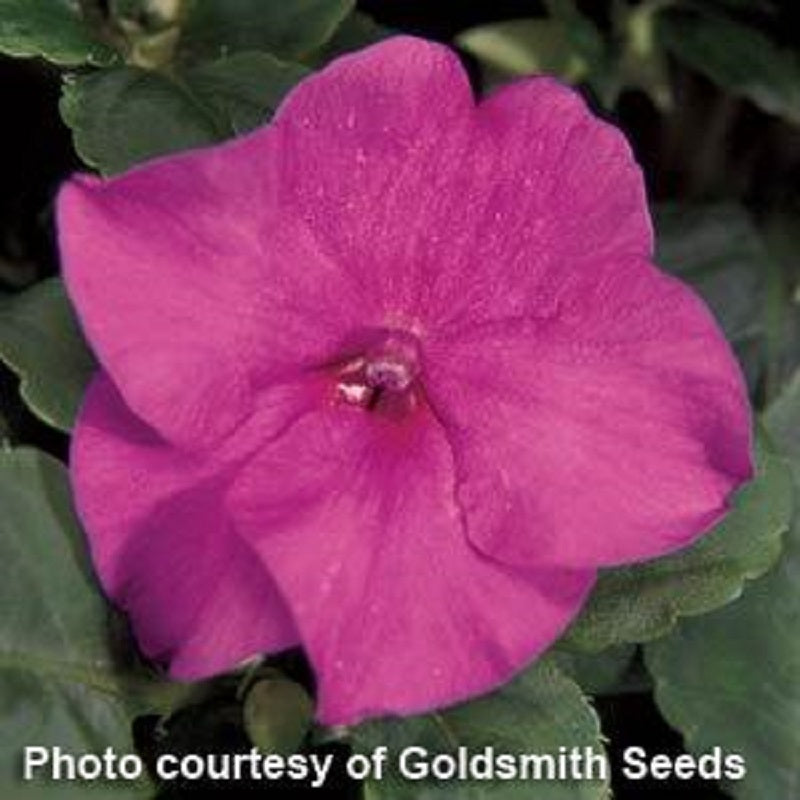 100 Impatiens Seeds Accent Lilac Flower Seeds