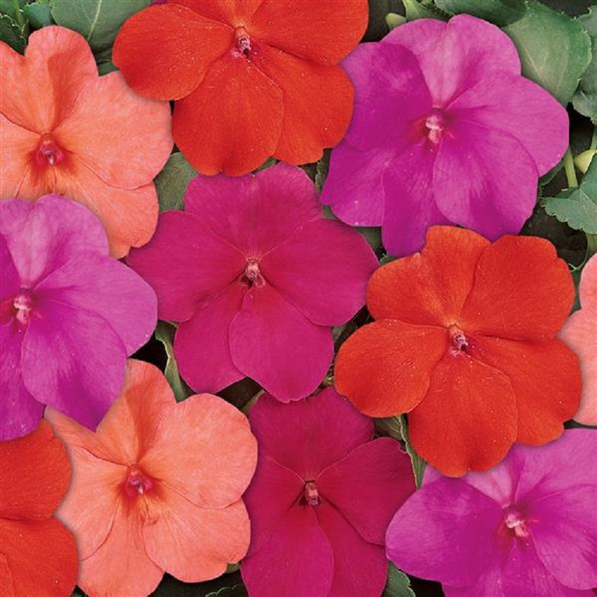 Flower Seeds 50 Impatiens Seeds 50 Dazzler Voodoo Mix