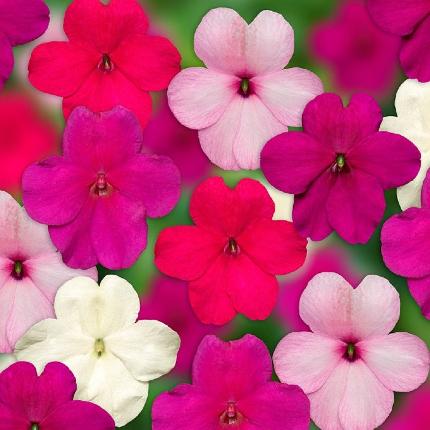Impatiens Seeds Impatiens XDR Imara Rosy Mix 50 Flower Seeds