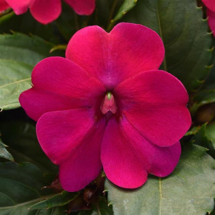 impatiens flower seeds online Impatiens Seeds Online Solarscape Magenta Bliss Variety