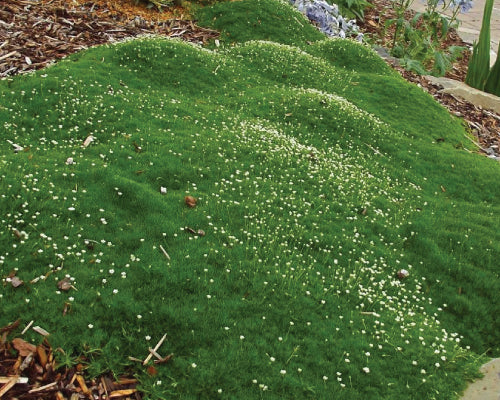 moss seed plants Irish Moss Seeds 500 Sagina Seeds Ground Cover Seeds
