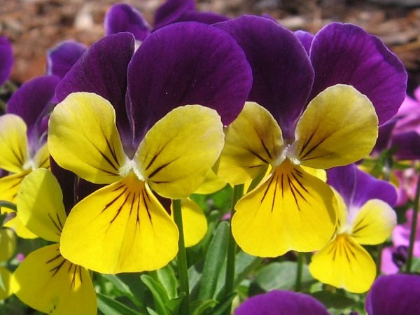 Johnny Jump Up Seeds Viola Seeds 500 Perennial Seeds