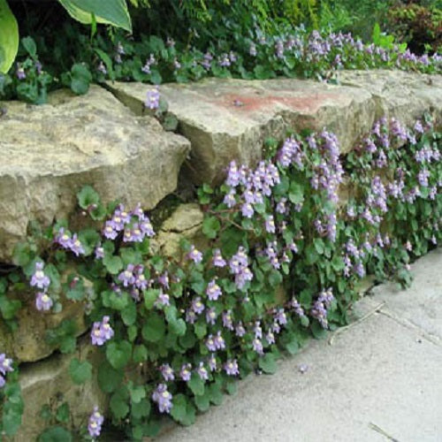 Perennial Seeds Kenilworth Ivy Seeds Ground Cover 200 Seeds