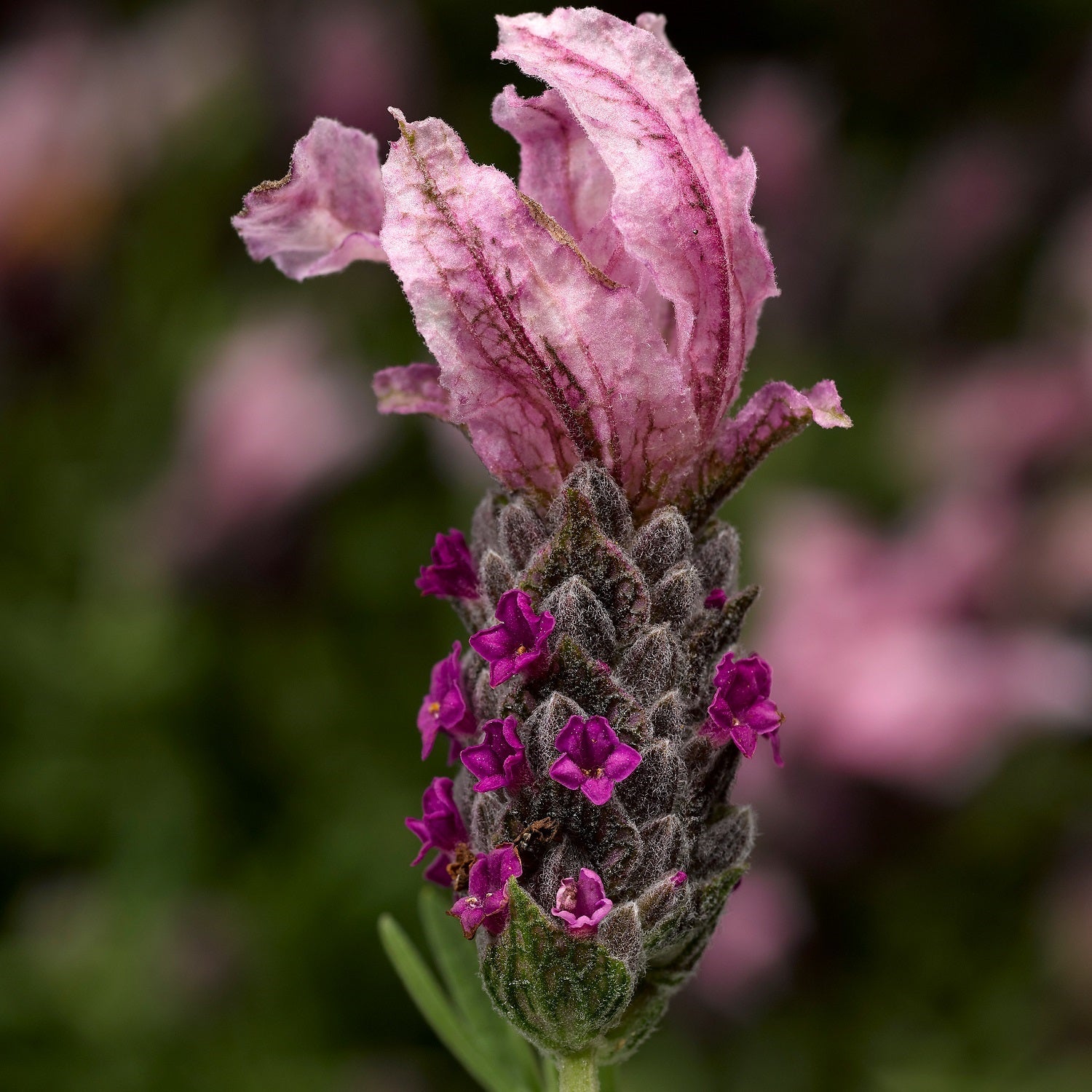 perennial lavender seeds Castillano Rose Lavandula Seeds Perennial Lavender Seeds 25 thru 250 S – trailingpetunia.com