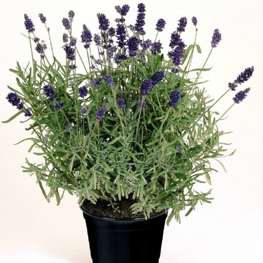 cheapest place to buy lavender plants Lavandula Seeds 50 Vicenza Blue Lavender Seeds English Lavender – trailingpetunia.com