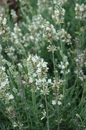 white lavender seeds Lavender Seeds Ellagance Snow White Lavandula Seeds 25 thru 1,000 Seed