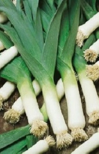 1,000 Leek Seeds Large American Flag LEEKS SEEDS