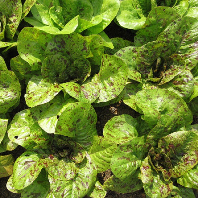 Freckles Lettuce Seeds Romaine Lettuce 250 thru 5,000 Bulk Lettuce Seeds