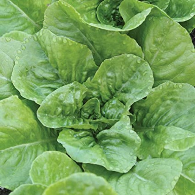 Lettuce Seeds Giant Caesar 250 thru 5,000 Bulk Lettuce Seeds
