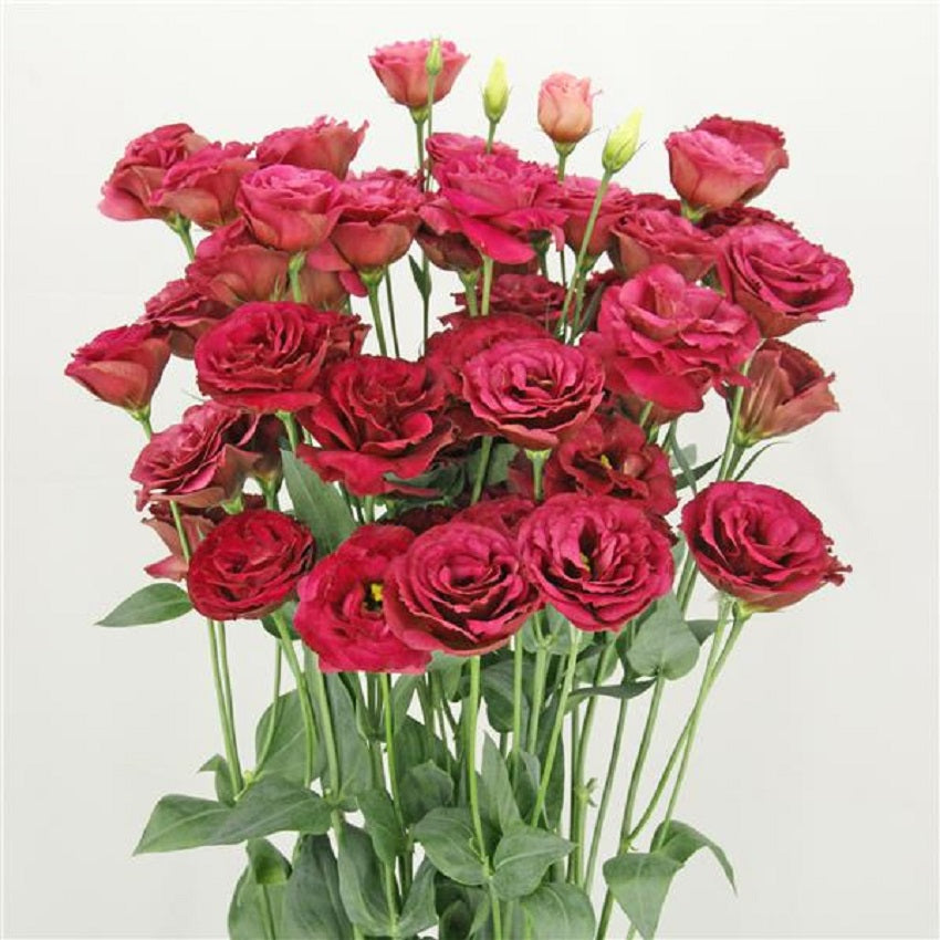 lisianthus flower seed Cut Flower Seeds Lisianthus Seeds A Rosa 3 Red 25 Pelleted Seeds – trailingpetunia.com