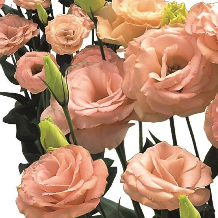 Cut Flower Seeds Lisianthus Seeds Arena 3 Apricot 25 Pelleted Seeds