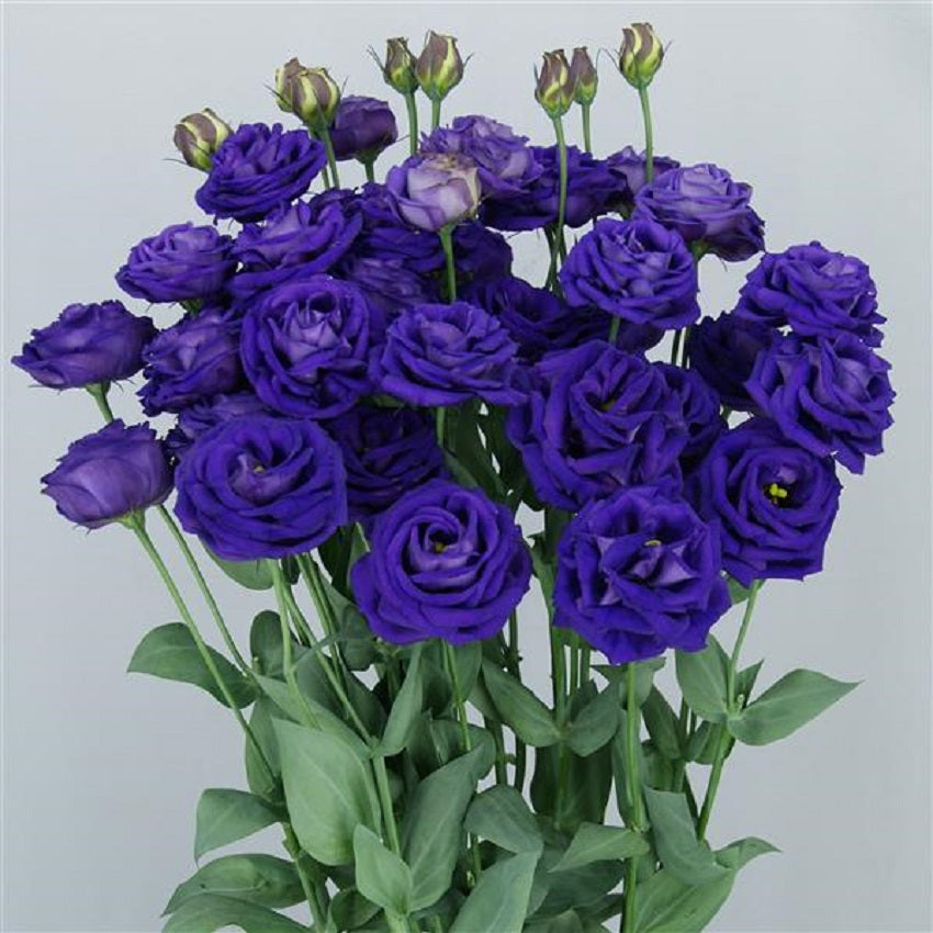 Cut Flower Seeds Lisianthus Seeds A Rosa 3 Blue 25 Pelleted Seeds