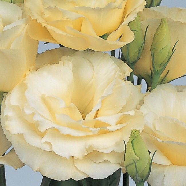 Lisianthus Seeds Borealis Yellow 25 Pelleted Seeds Flower Seeds