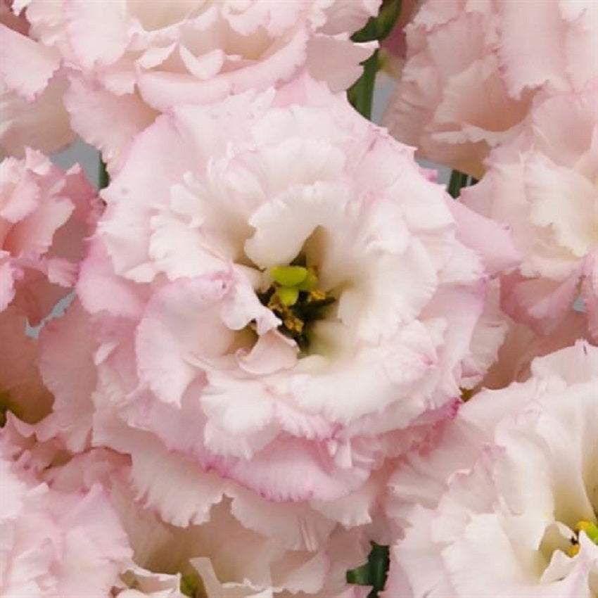 Cut Flower Seeds Lisianthus Seeds Celeb 2 Cosmetic 25 Pelleted Seeds