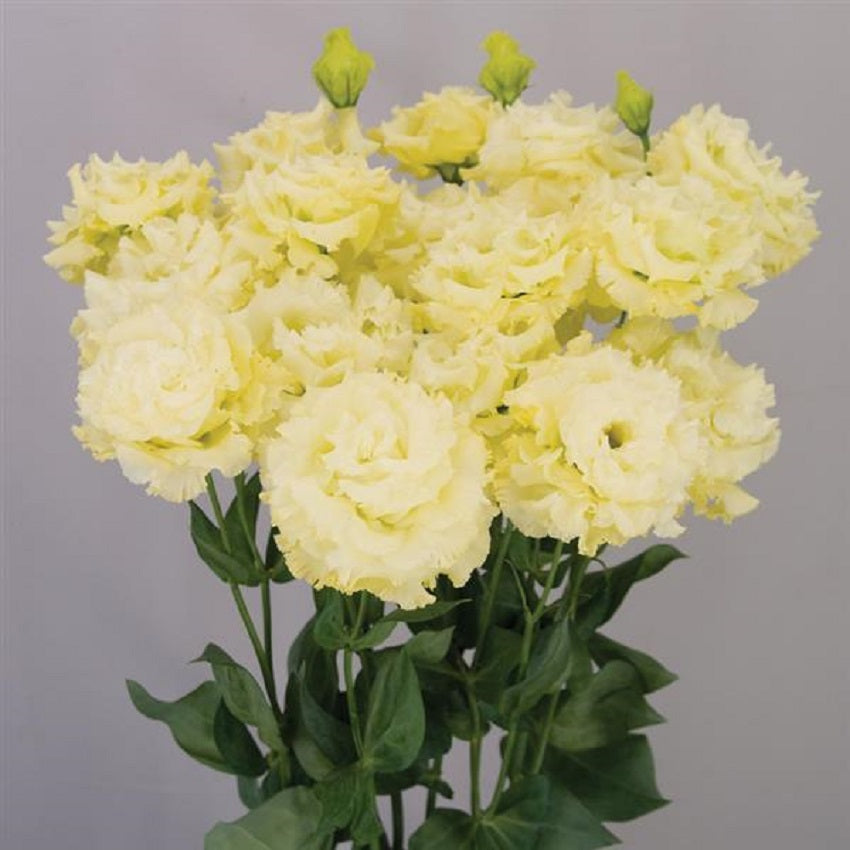 Cut Flower Seeds Lisianthus Seeds Celeb 2 Gold 25 Pelleted Seeds