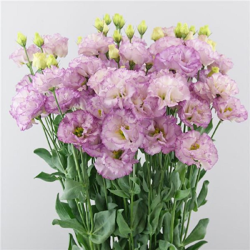 Flower Seeds Lisianthus Seeds Celeb 2 Lilac 25 Pelleted Seeds Cut Flower
