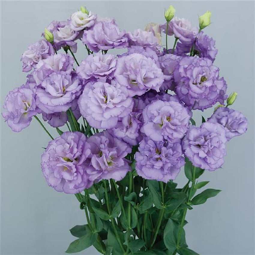 Flower Seeds Lisianthus Seeds Celeb 2 Orchid 25 Pelleted Seeds Cut Flower