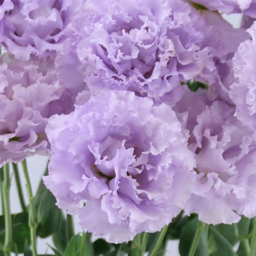 Cut Flower Seeds Lisianthus Seeds Celeb 1 Lavender 25 Pelleted Seeds