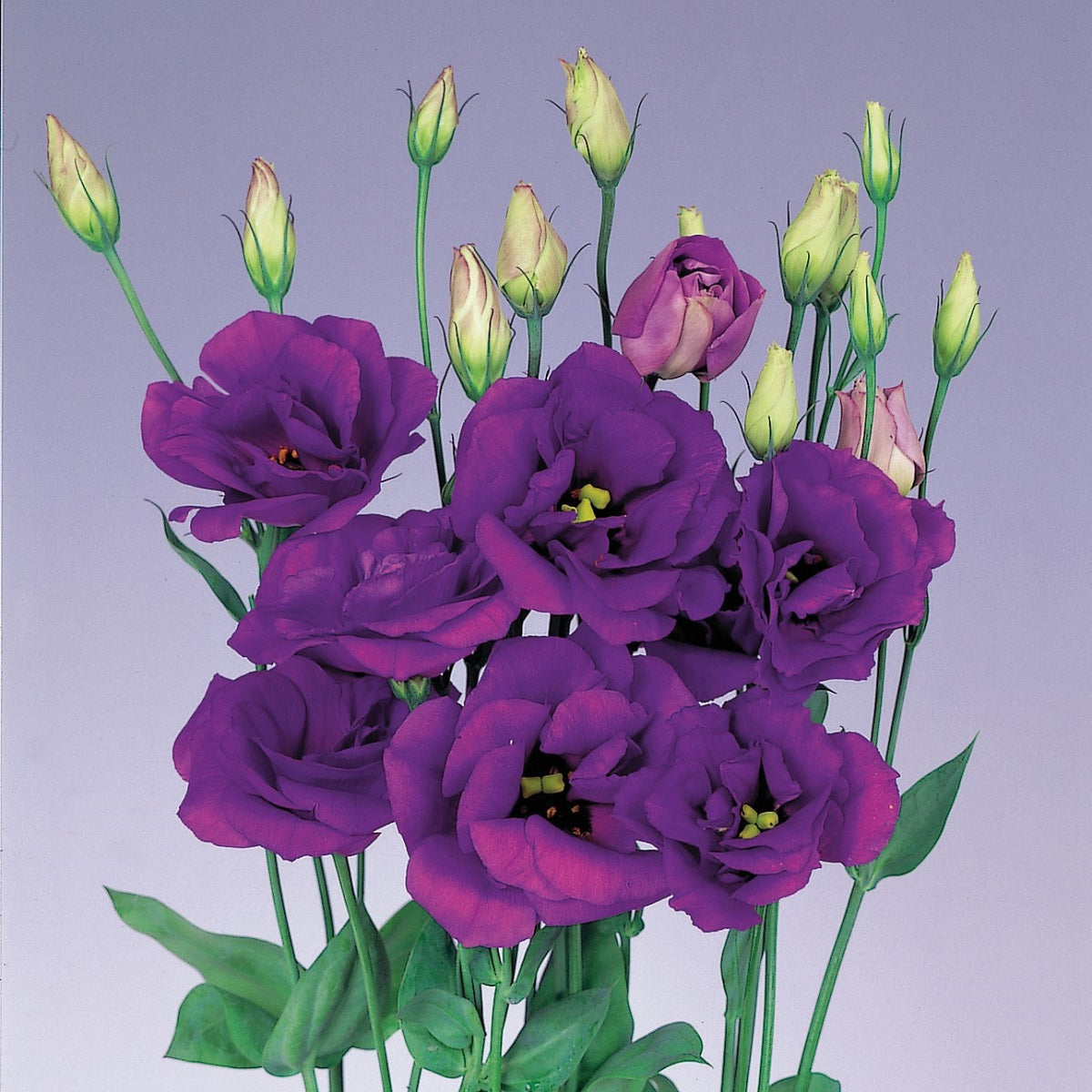 Echo Blue Lisianthus Seeds 50 Pelleted Flower Seeds