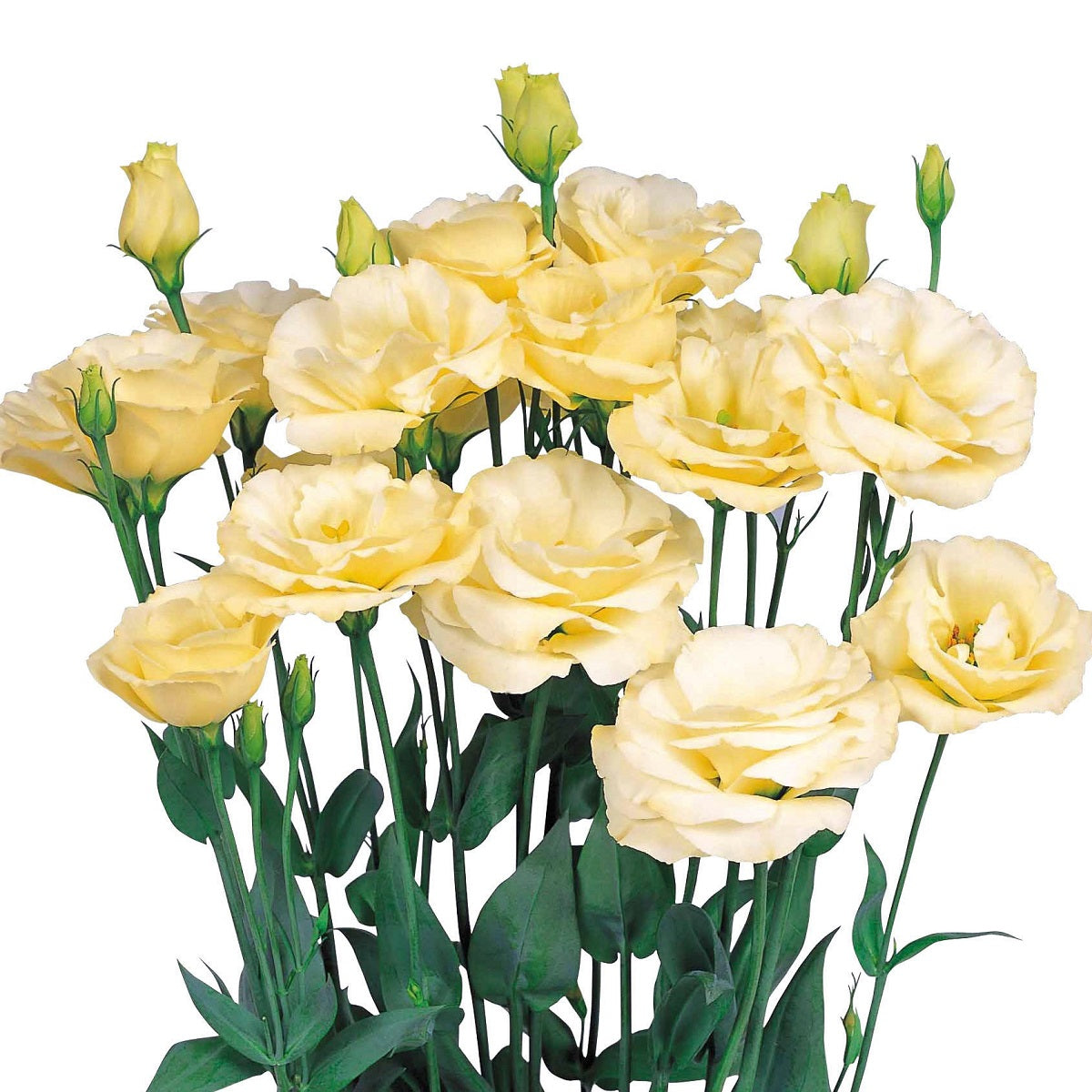 Flower Seeds Lisianthus Excalibur Yellow 50 Pelleted Lisianthus Seeds