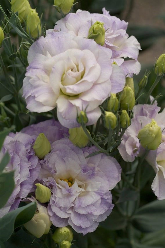 25 Pelleted Seeds Lisianthus Seeds Mariachi Lavender Cut Flower Seeds